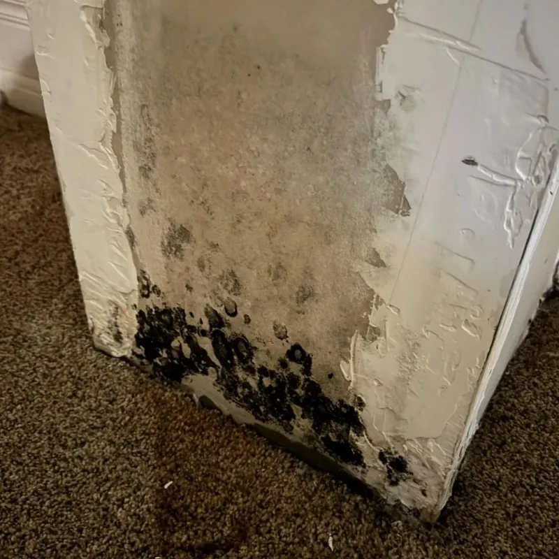 Professional Mold Removal in Mission, SD